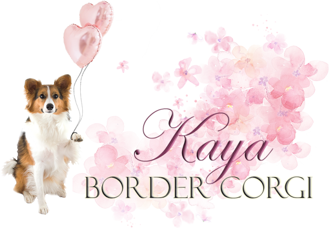 Kaya – Border Corgi